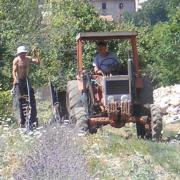 recolte de la lavande
