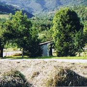 séchage de la lavande