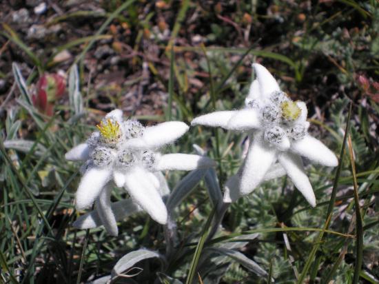 edelweiss